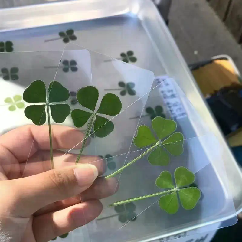 1/5/10Pcs Lucky Clover Postcar - Red Clover Flower recensie en prijs